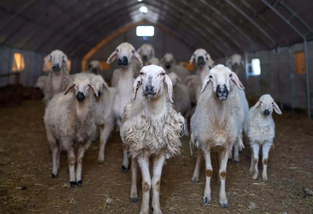 LIvestock tents